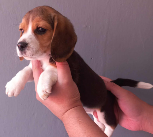 Hermosos Cachorros Beagle, Hembra Y Macho, Excelente Calidad