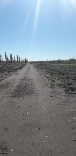 Imagen 9 de 17 de Atencion Inversores Ideal Feedlot, Viñedos, Ajos, Pasturas, Duraznos. Muy Buen Agua