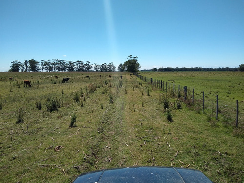Imagen 20 de 30 de Latorre Prop Vende Campo De 34 Hectareas En Cobo