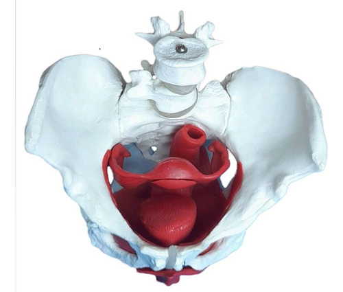 Anatomia Da Pelve Feminina Com Útero,ovário E Ossos Quadril