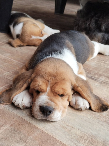 Imagen 4 de 5 de Cachorros Beagle