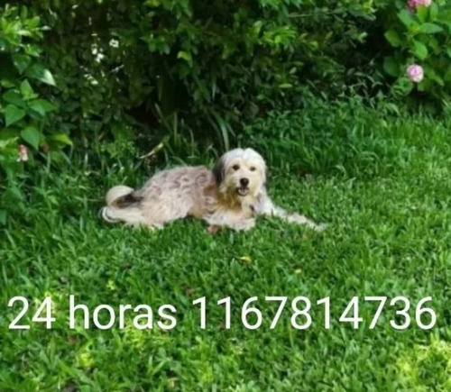 Guardería Canina