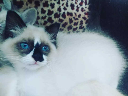 Imagen 10 de 10 de Gatos Ragdoll Birmanos Criador