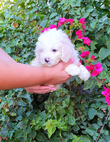 Caniche Mini Macho Pagos Sin Interés