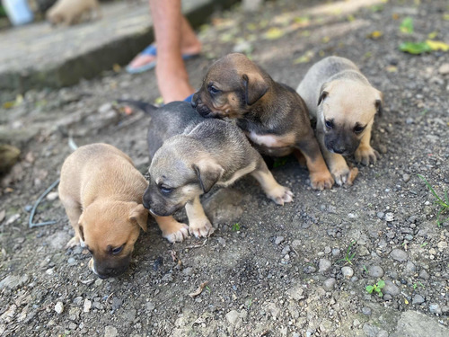 Cachorros Pitbull