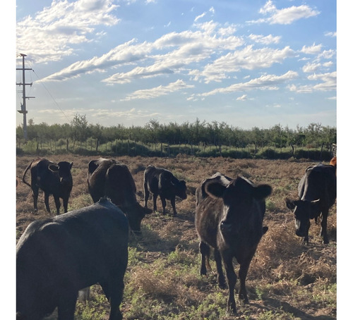 Finca Gral Alvear, 71 Hcts,en Producción Y Con Equipamiento.