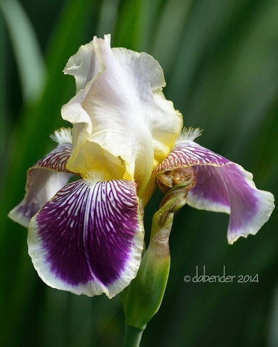 1 Rizoma De Lirios Barbados O Iris Germánica Brising