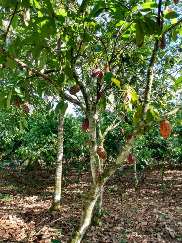 Te Vendo Hermosa Finca En Monte Plata