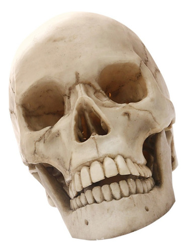 Escala De 1: 1 Modelo Esquelético Cráneo Humano Apoyo .