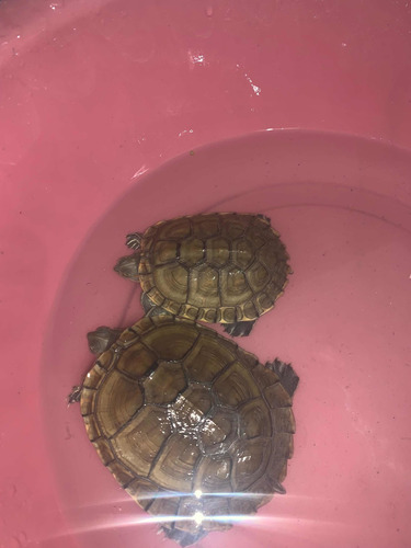 Imagen 1 de 1 de Se Venden Tortuga
