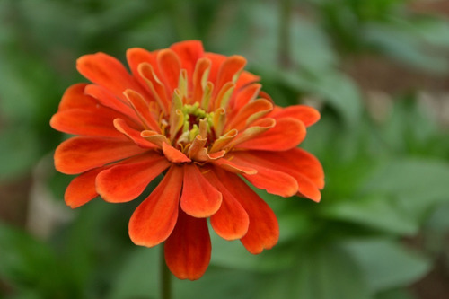 Semente De Zinnia Califórnia Laranja