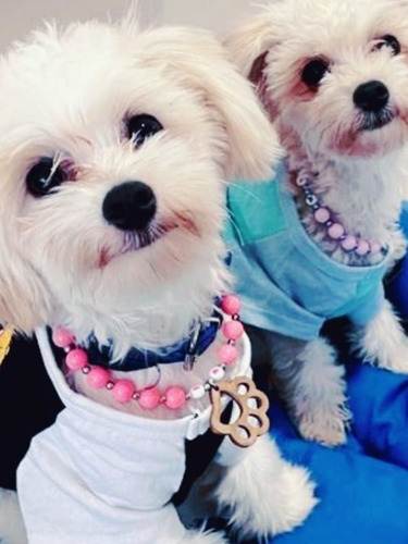 Imagen 1 de 2 de El Mosuraa De Perritos En Oferta