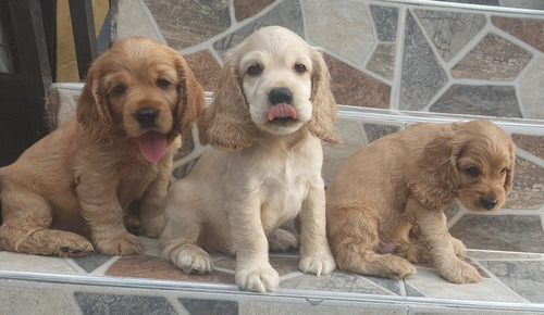 Hermosos Cocker