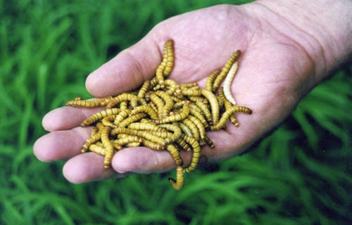 Tenébrio Molitor 10.000 Larvas Vivas - Fazenda De Insetos