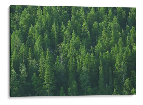 Quadro Decorativo Floresta De Pinheiros Tela Canvas 120x80cm