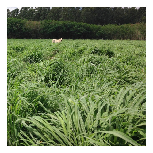 Capim Andropogon Gayanus Matsuda 10kg Sementes