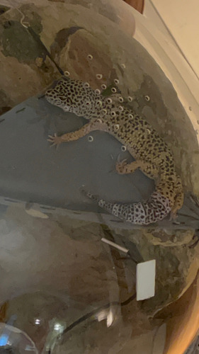 Terrario Semiesfera Para Geckos Leopardo Y