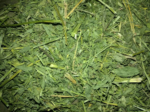 5kg De Heno De Alfalfa Orgánica Para Cuyo Y Conejo