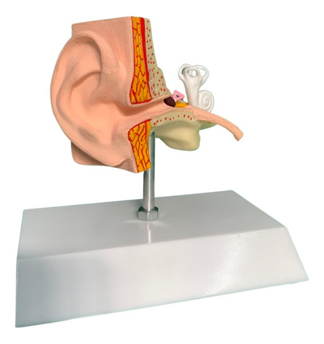 Ouvido Humano / Demonstração E Estudo / Modelo Anatômico Hum