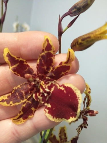 Orquidea Colmanara Petite Sirah | MercadoLibre
