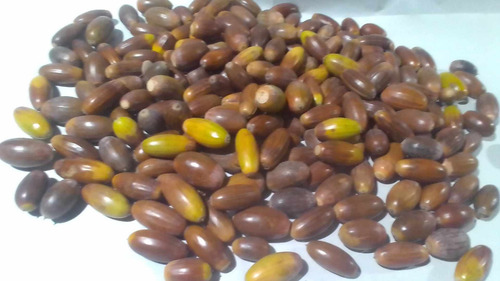 100 Bellotas Roble Europeo Cosecha 2025 Para Cosechar