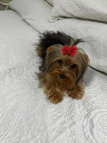 Yorkshire Hermoso Hembra Y Macho Disponible