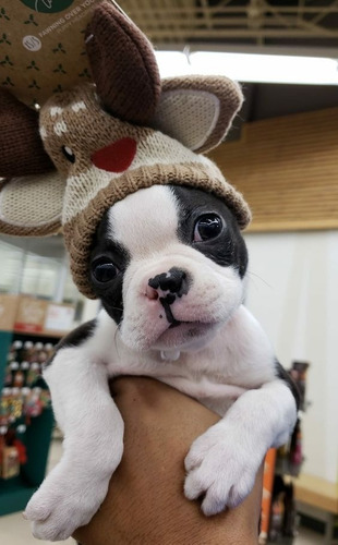 Boston Terrier Lindos Filhotes 