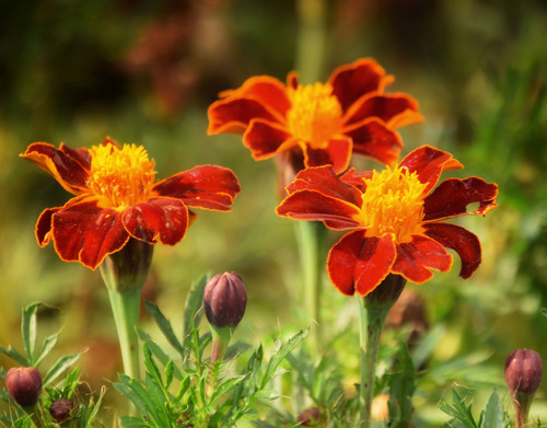 Tagetes Pátula | French Marigold