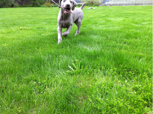 Adorablesaint Daniel Weimaraner De Alto Nivel