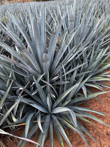 Semillas Agave Azul Tequila Jalisco 2 Kg Convencionales