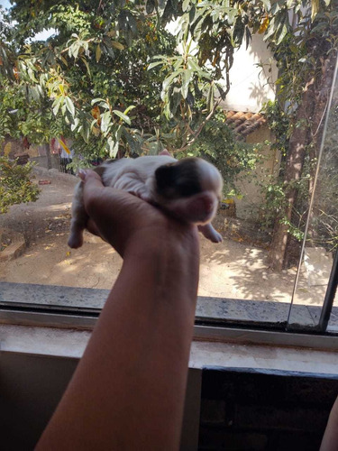 Imagem 5 de 5 de Vendo Filhotes De Shih-tzu Puros (3machos E Uma Fêmea)