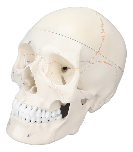 Material Educativo Científico, Modelo De Cráneo, Tamaño Real