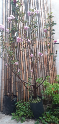 Imagen 4 de 10 de Prunus Sakura Cerezo Japonés, Cerezo De Flor Arbustivo 30lts