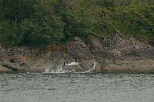 Isla Garcia, Patagonia Chilena