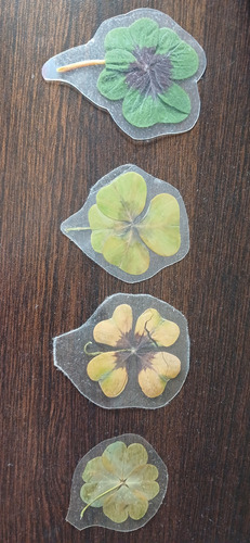 Trébol De 4 Hojas De La Suerte Plastificado