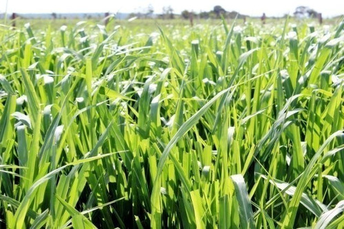 Sementes De Capim Quênia ( Pct De 20 Kg, Faz 4 Ha Gado Leite