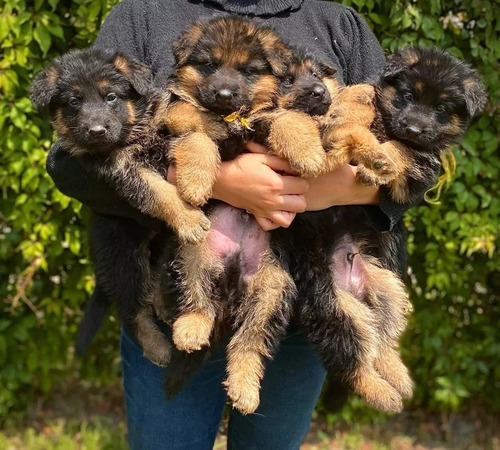 Pastor Alemán Perritos Policía Pelo Largo Unas Bellezas