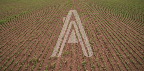 Imagen 4 de 12 de 21 Has Agricolas Alvear