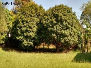 Imagem 16 de 23 de Chácara À Venda Em Chácara Primavera - Ch115716