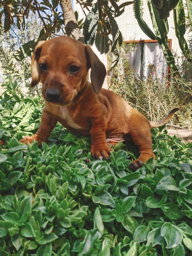 Cachorro Salchicha 