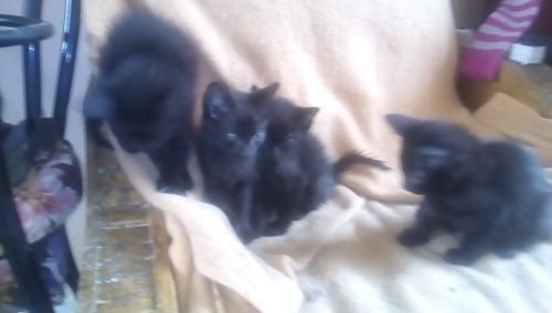 Gatito Macho Raza Bombay Negro