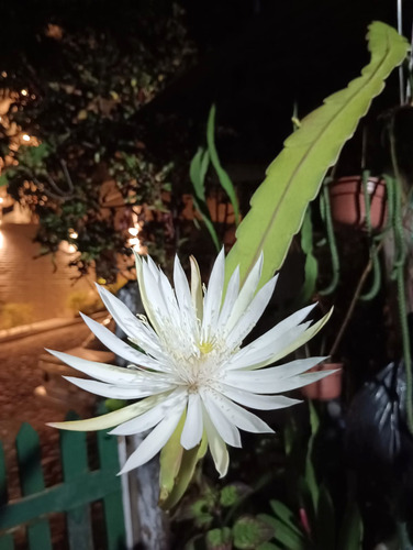 2 Esquejes Dama De Noche Planta Natural