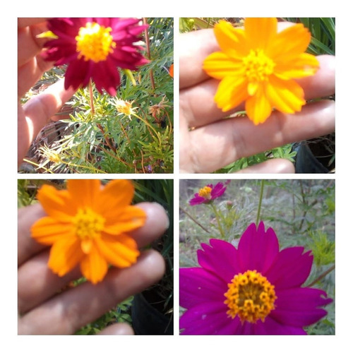 Semillas Flores Cultivo Cosmos Obsequio