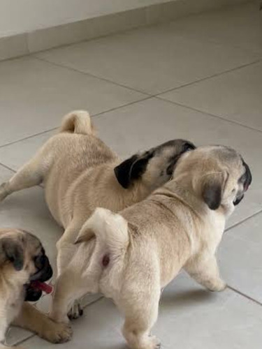 Adorables Cachorros Pug 