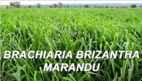 Semillas Pasto Brachiaria Brizantha Marandu Imp Brasil X 1kg