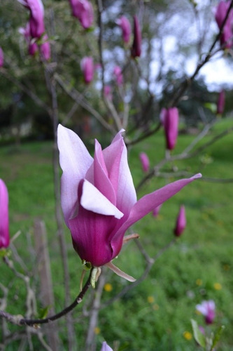 Planta De Magnolia Liliflora Flor Violeta Ddco Jardín Árbol 