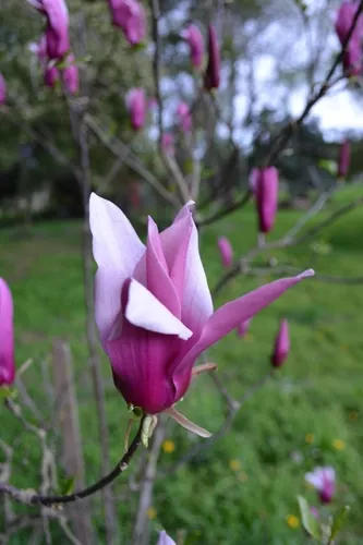 Details 200 imagen magnolia flor violeta