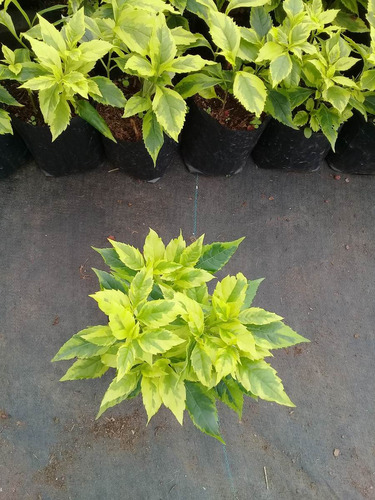 Duranta Golden 24 Pzas