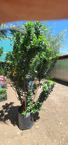 Madroño Árbol Frutal 2 Metros Despacho Solo A Rm A Convenir