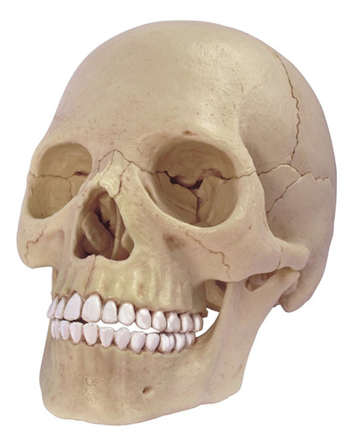 4d Master 26086 Human Anatomy Exploded Skull Model 3d Puzzle